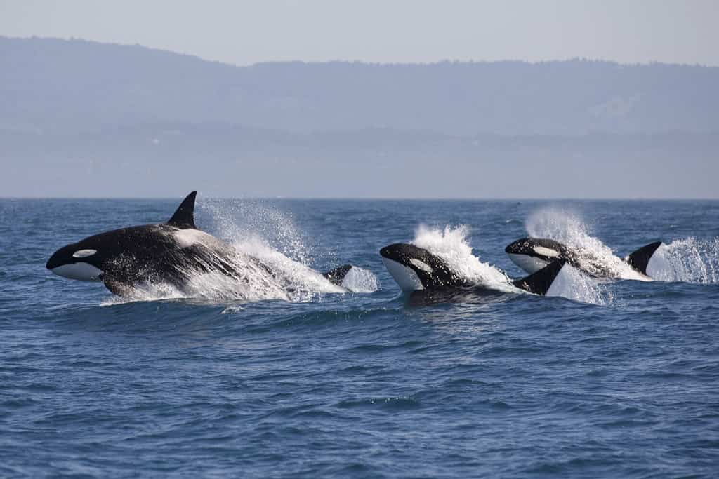 Balena assassina - (Orcinus Orca)