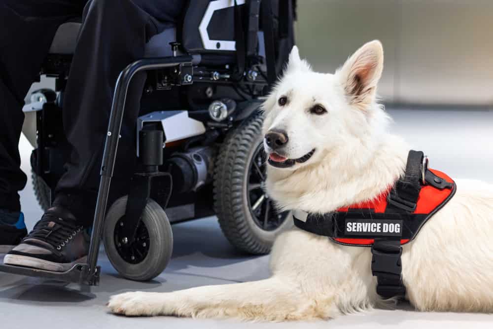 Cane di servizio che assiste la persona disabile su sedia a rotelle.