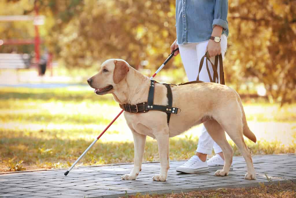Cane guida che aiuta una donna cieca nel parco