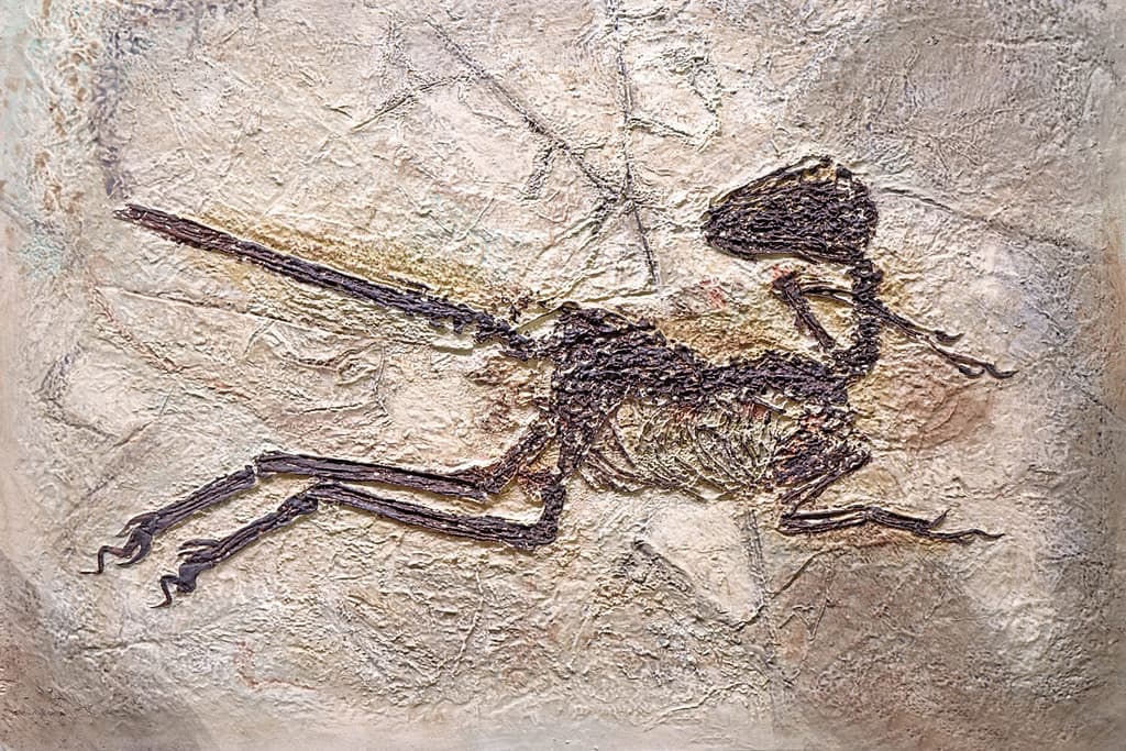 Alcuni dinosauri therapod avevano caratteristiche simili a uccelli fino a 125 milioni di anni fa.