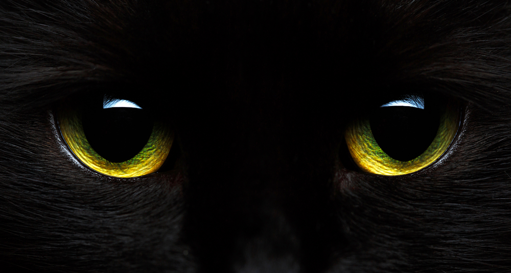 Occhi giallo-verdi di un gatto nero da vicino