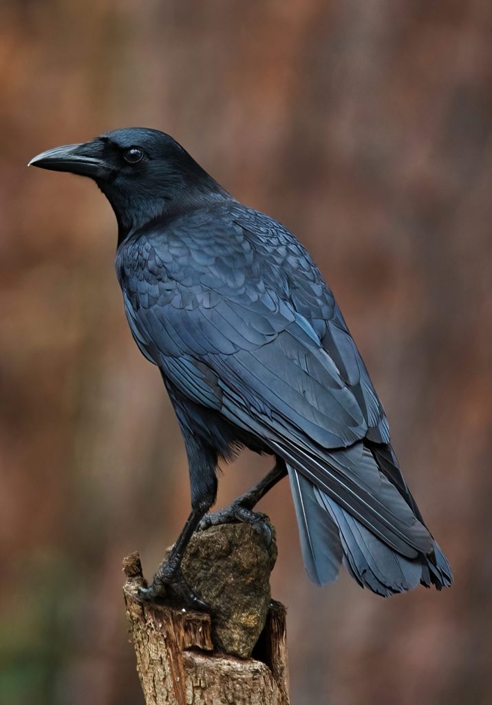 Corvo americano in piedi su un palo.