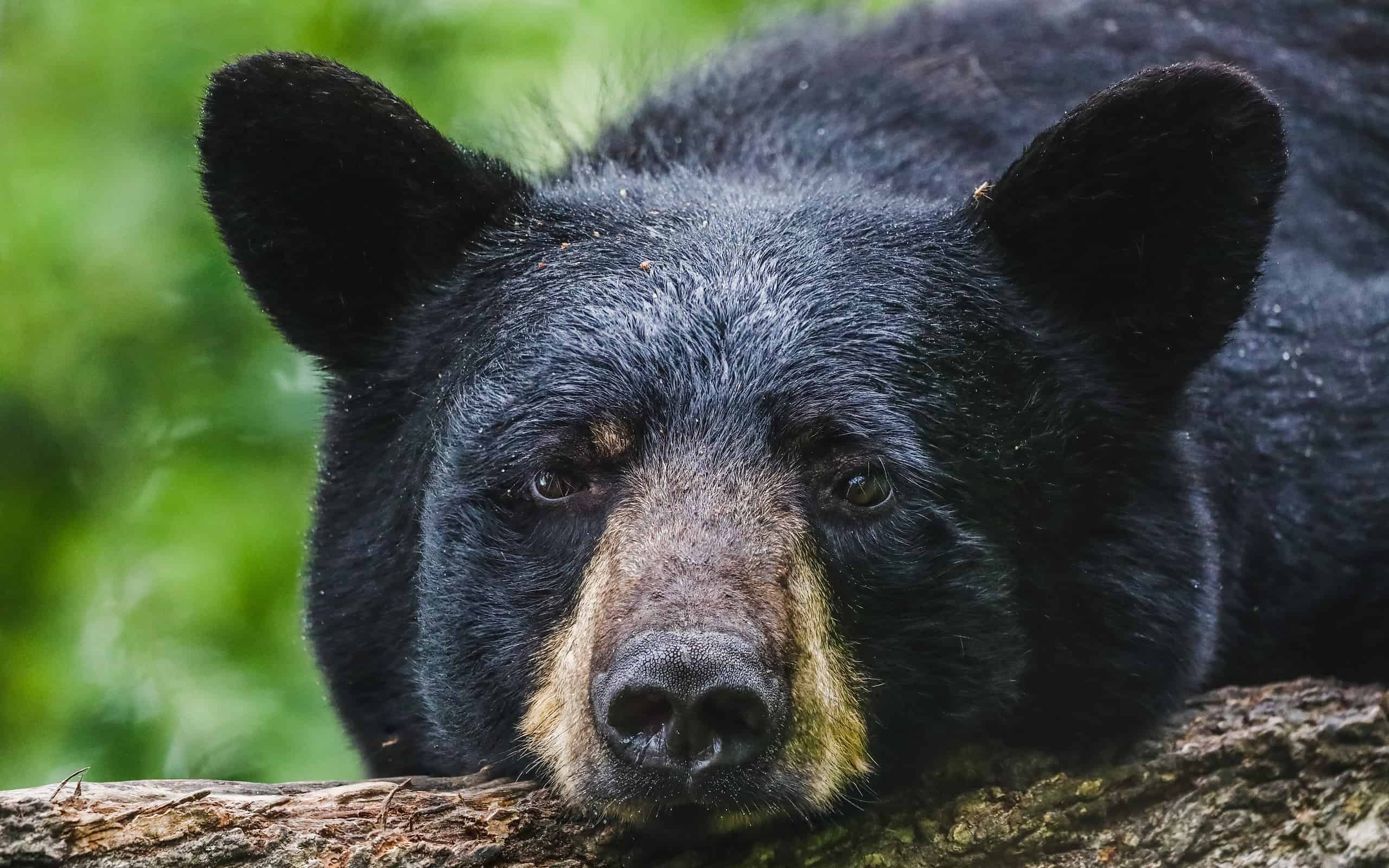 Orso nero, Animale, Carino, Orso nero americano, Fotografia