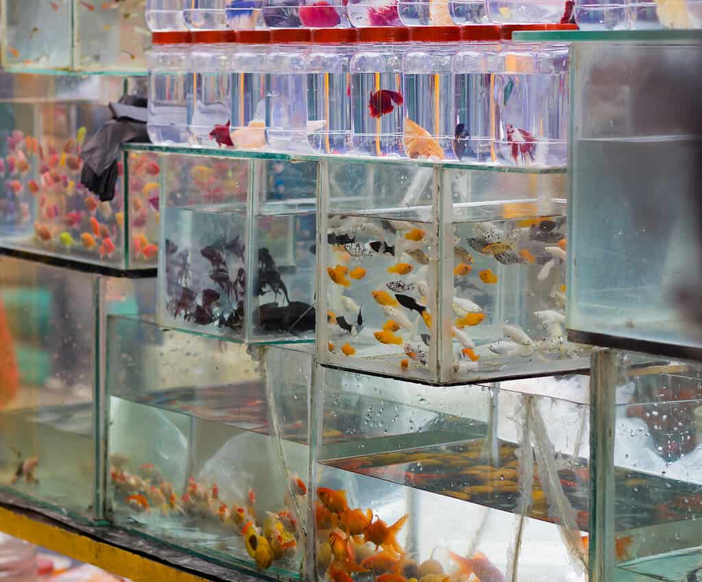 Vari pesci ornamentali colorati sono conservati in piccoli acquari e contenitori in vendita nel negozio di animali o nel mercato.  Si vedono nuotare intorno bellissimi piccoli pesci come betta, pesci rossi e molly.