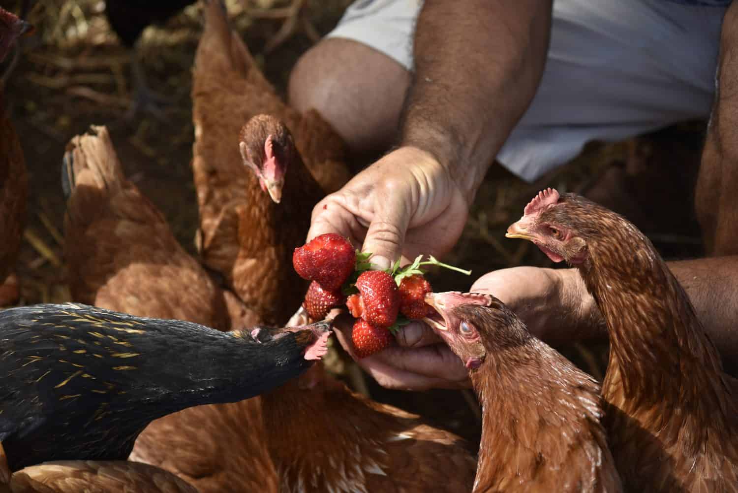 dare da mangiare alle fragole al pollo nella fattoria