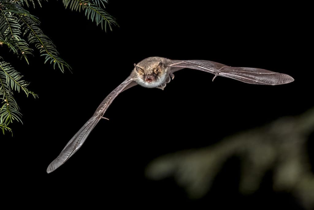 Caccia ai pipistrelli volanti nella foresta.  Il pipistrello di Natterer (Myotis nattereri) si trova in gran parte del continente europeo, in alcune parti del Vicino Oriente e del Nord Africa.  Si nutre di insetti e altri invertebrati.