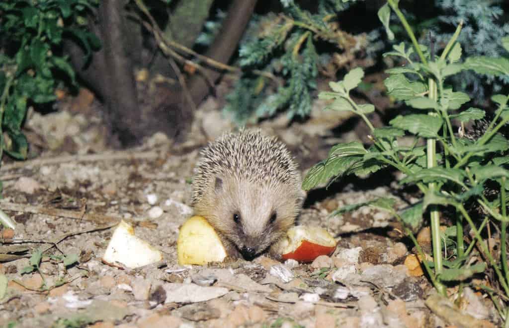 Riccio (Erinaceus europaeus), 55294 Bodenheim, Germania