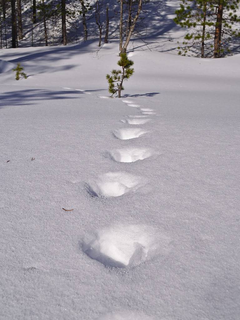 Vecchie impronte di un ghiottone sulla neve soffice e profonda.