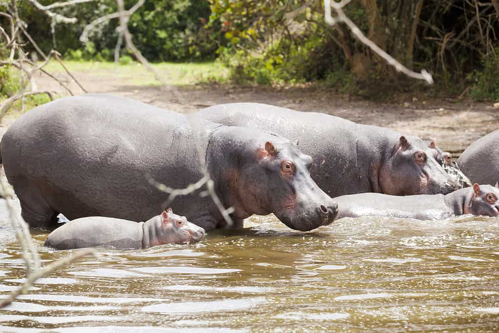 Famiglia di ippopotami e bambino sotto il sole africano - Immersioni