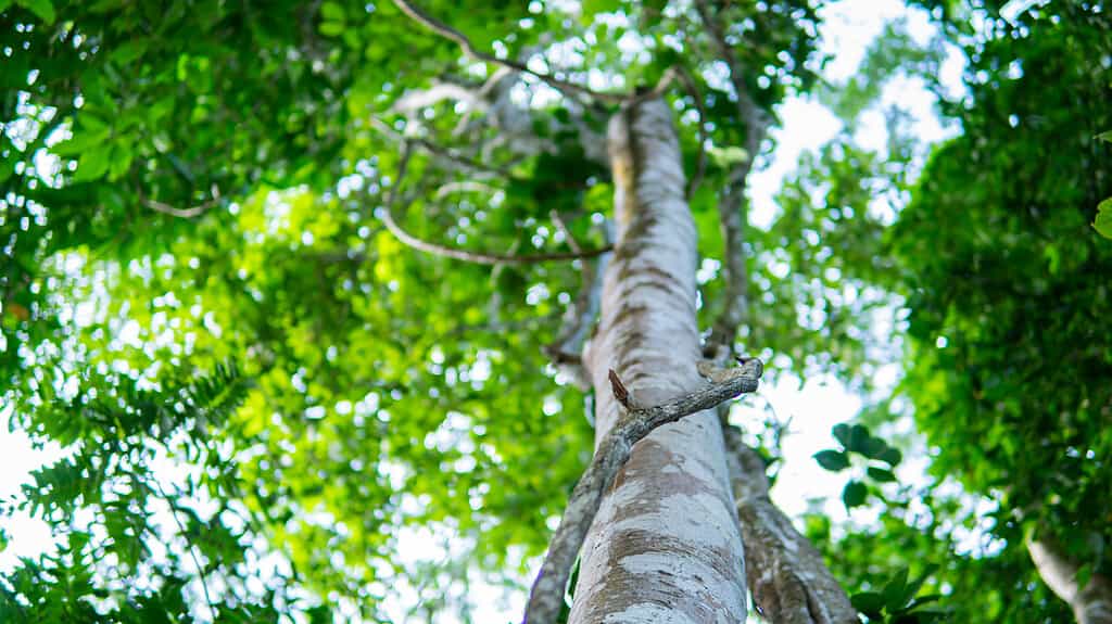 Albero di Agarwood nella pianta, industria dei profumi