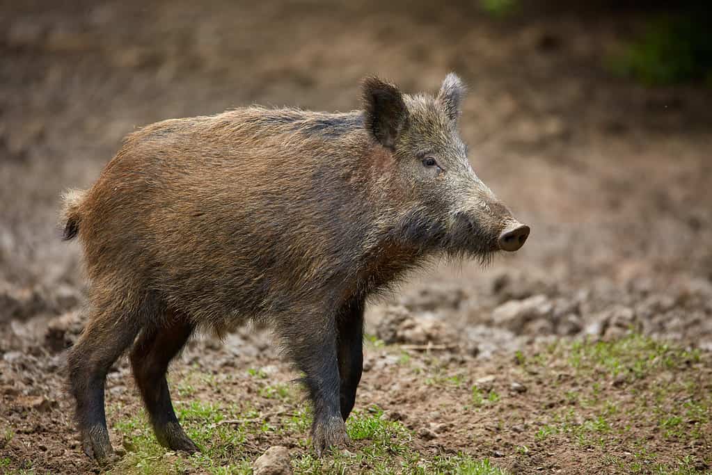 Maiale selvatico giovanile allo stato brado