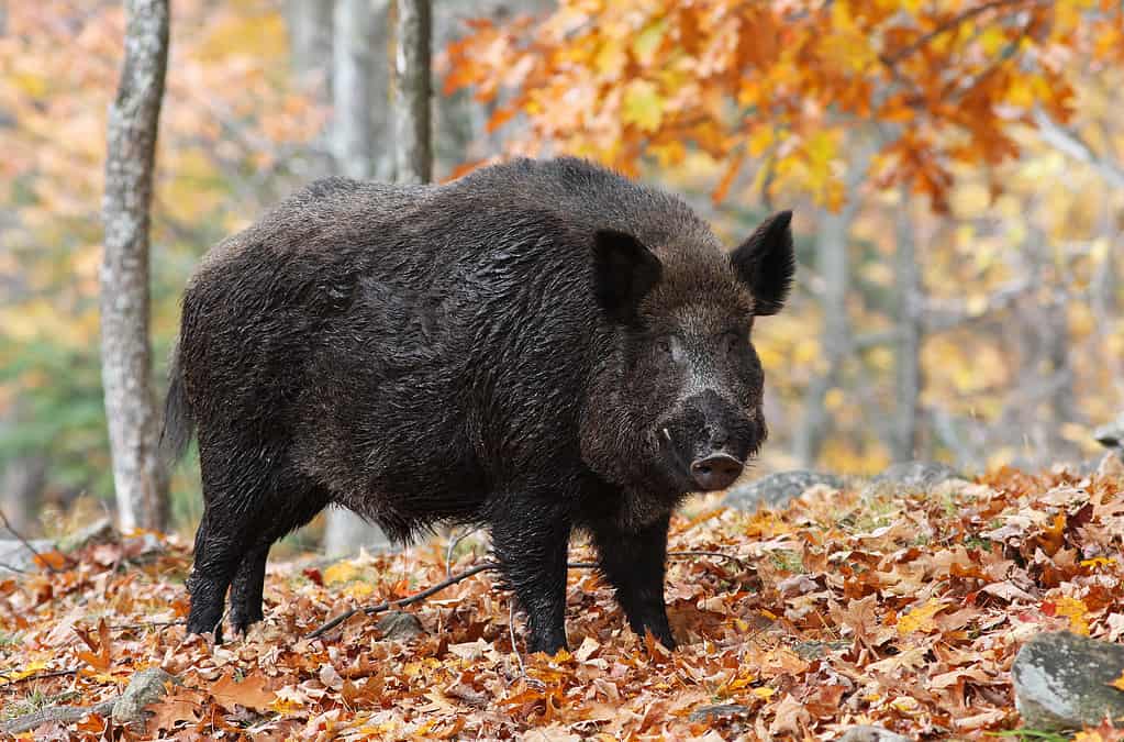 Un maiale selvatico, o cinghiale, nel suo habitat naturale.  Questi animali onnivori hanno un forte senso dell'olfatto e zanne affilate usate per la difesa.