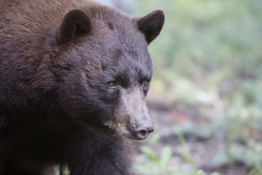 Orso nero, Nuovo Messico