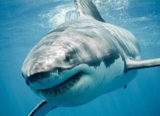 grande squalo bianco