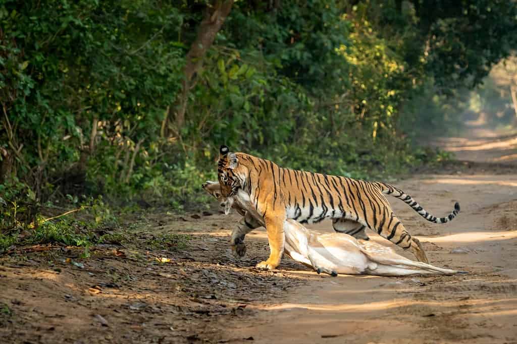 tigre femmina reale selvaggia del bengala o panthera tigri trascinando cervo maculato o uccidendo chital in bocca o mascelle in sfondo verde naturale nella foresta di dhikala parco nazionale jim corbett uttarakhand india