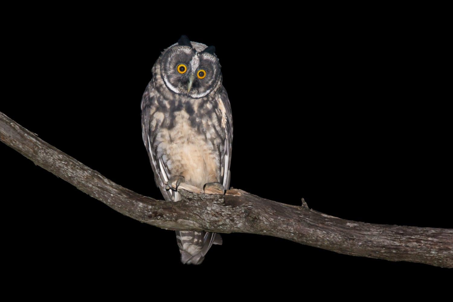 Allocco dello Stige (Asio stygius) durante la notte.