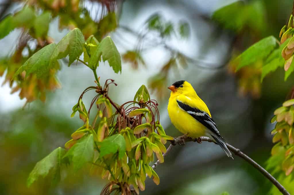 Un cardellino americano maschio adulto (Spinus tristis) appollaiato su un albero di acero