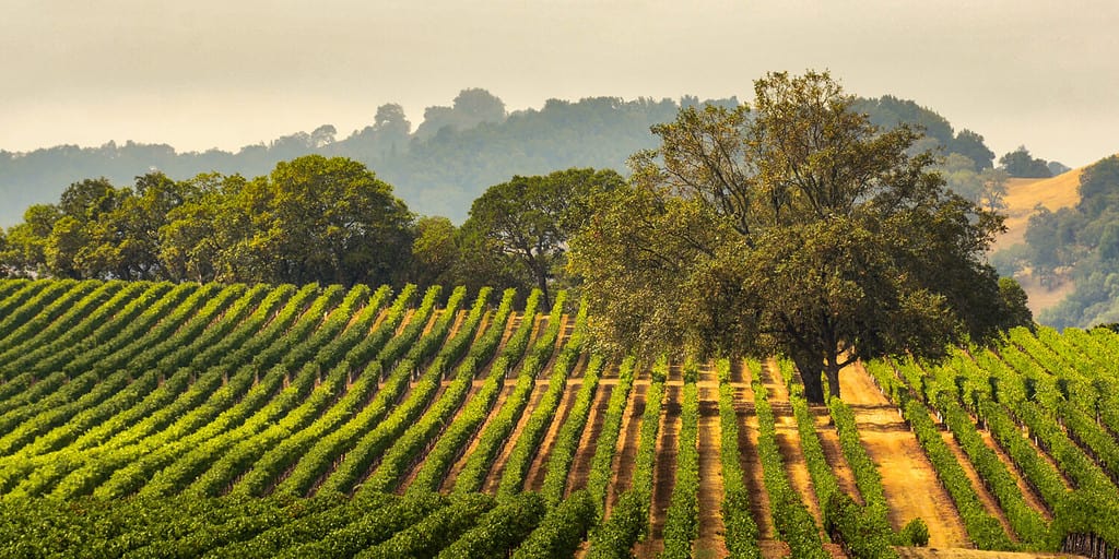 Panorama di un vigneto con quercia., Sonoma County, California, Stati Uniti