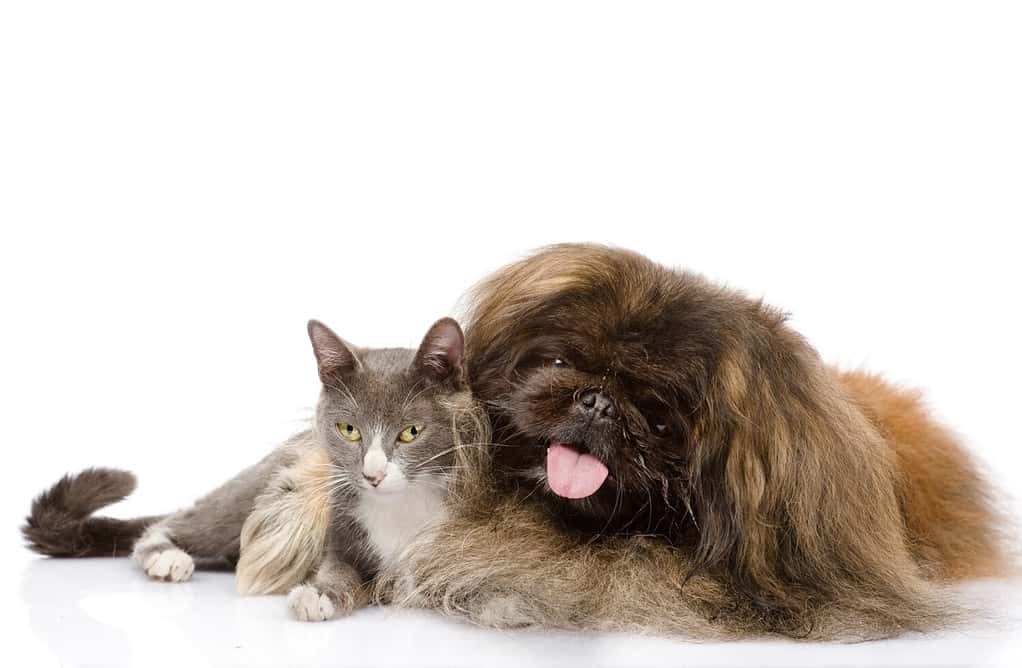 Cane pechinese che abbraccia gatto.  isolato su sfondo bianco