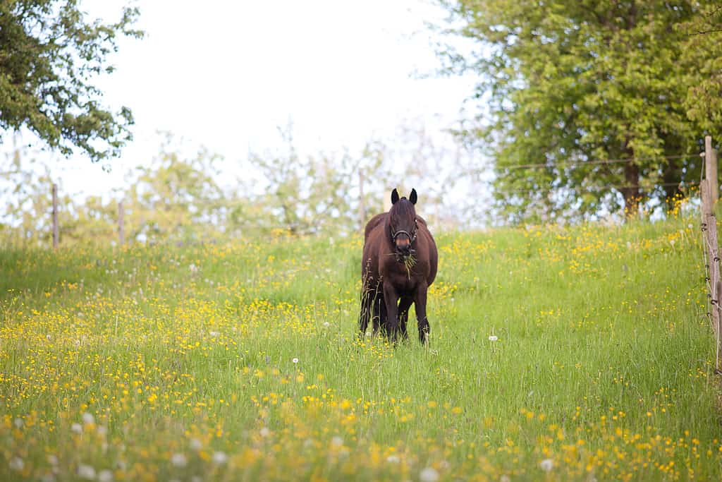 Il cavallo grasso nel prato mangia troppa erba