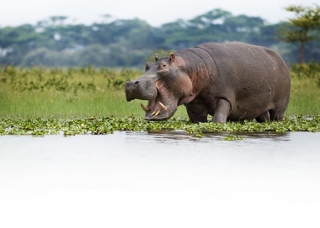 Ippopotami che pascono sul bordo del lago Naivasha, Kenya.