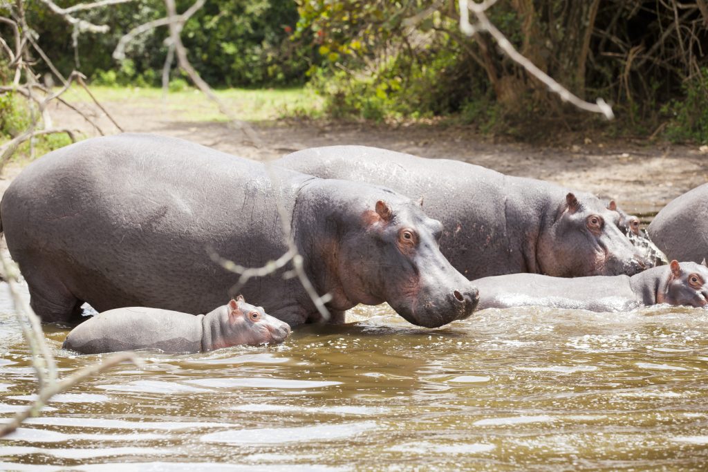 Famiglia di ippopotami e bambino sotto il sole africano - Immersioni