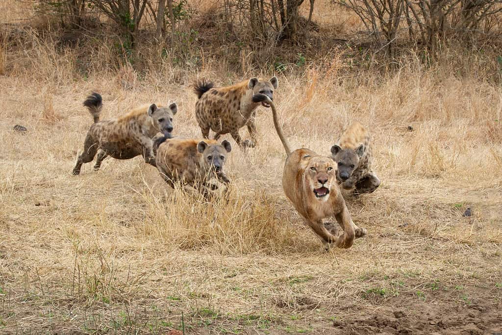 Una leonessa, Panthera leo, corre con le orecchie indietro e la bocca aperta dalle iene maculate, Crocuta crocuta