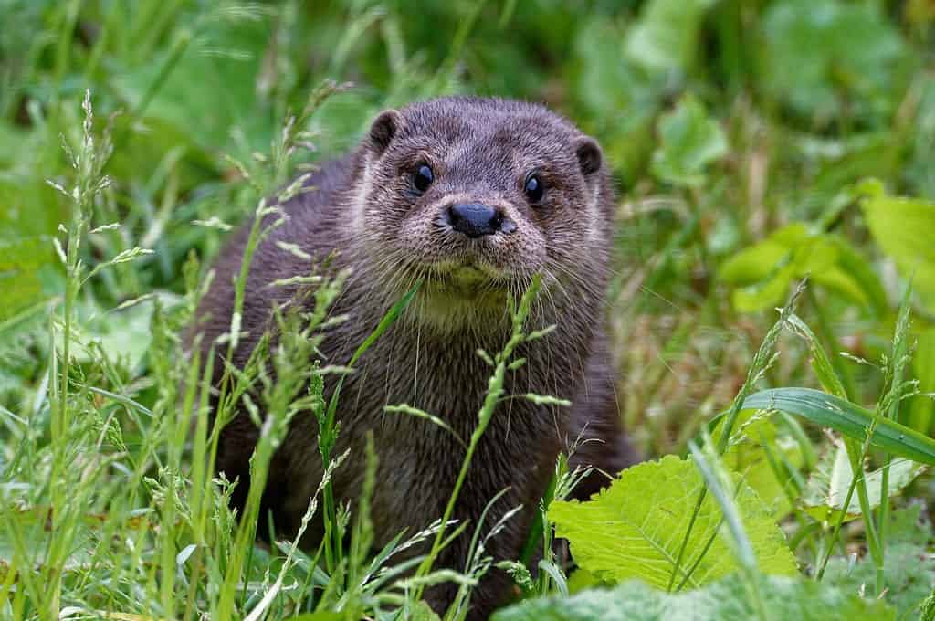 Lontra eurasiatica (Lutra lutra) femmina di 6 mesi tra la vegetazione.