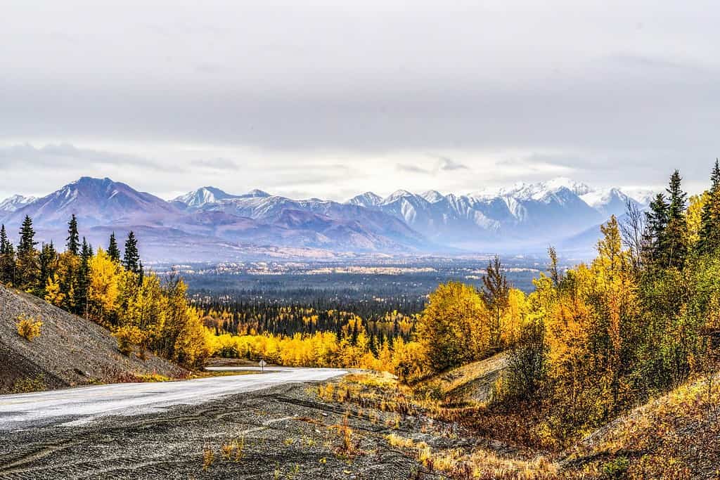 Montagne Mentasta innevate e foreste colorate autunnali viste dal confine di Tok in Alaska