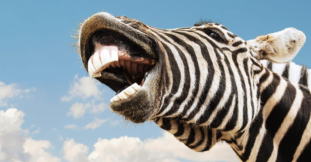 Denti della zebra - Zebra che mostra i denti