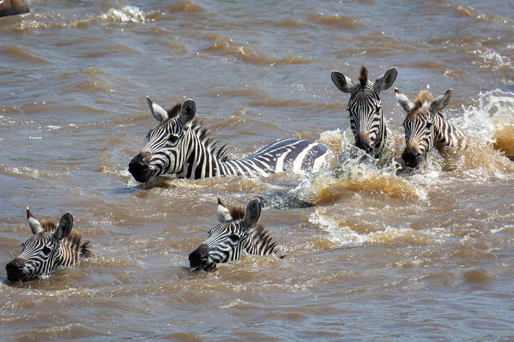Zebra delle pianure o zebra comune (Equus quagga prev. Equus burchellii) che nuota attraverso un fiume.  Area di conservazione di Ngorongoro (NCA).  Tanzania