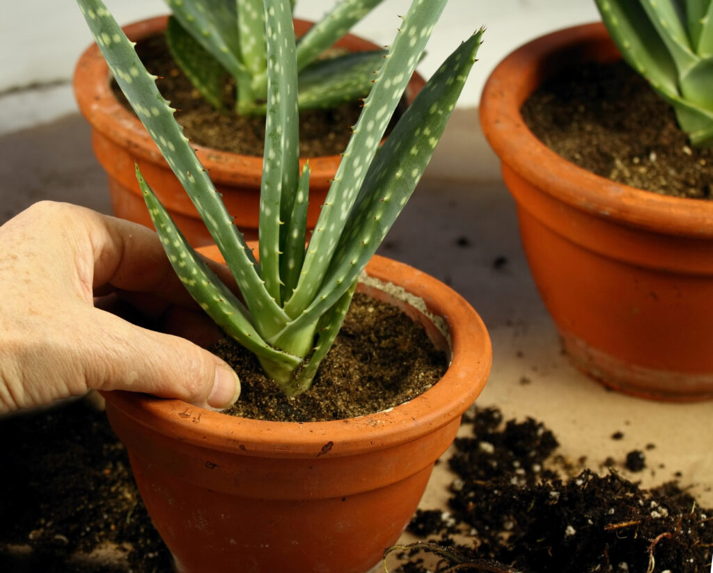 Con la cura adeguata, la tua pianta di aloe può sopravvivere all'inverno