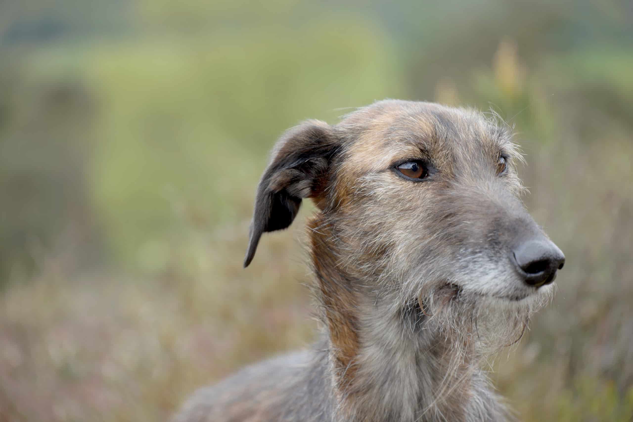 Le 11 razze di cani irlandesi più popolari
