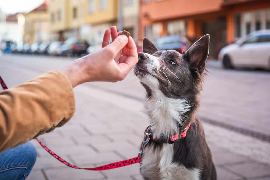 Cucciolo di border collie seduto e in attesa di una sorpresa.  Premiare il buon cane in pubblico.  Socializzazione dei cani giovani in città.