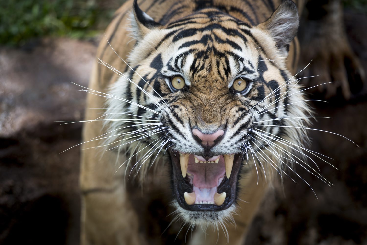 Tigre di Sumatra arrabbiata