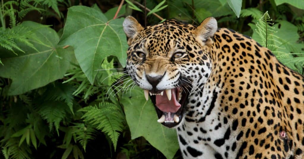 La più grande Jaguar: intestazione Jaguar