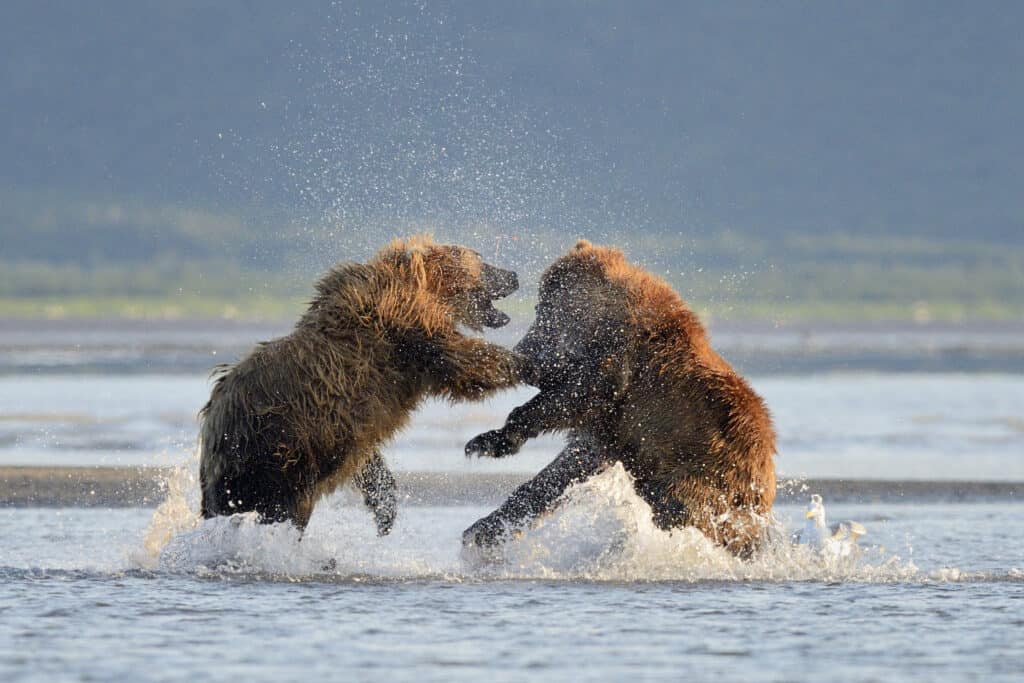 Due orsi grizzly che combattono in acqua