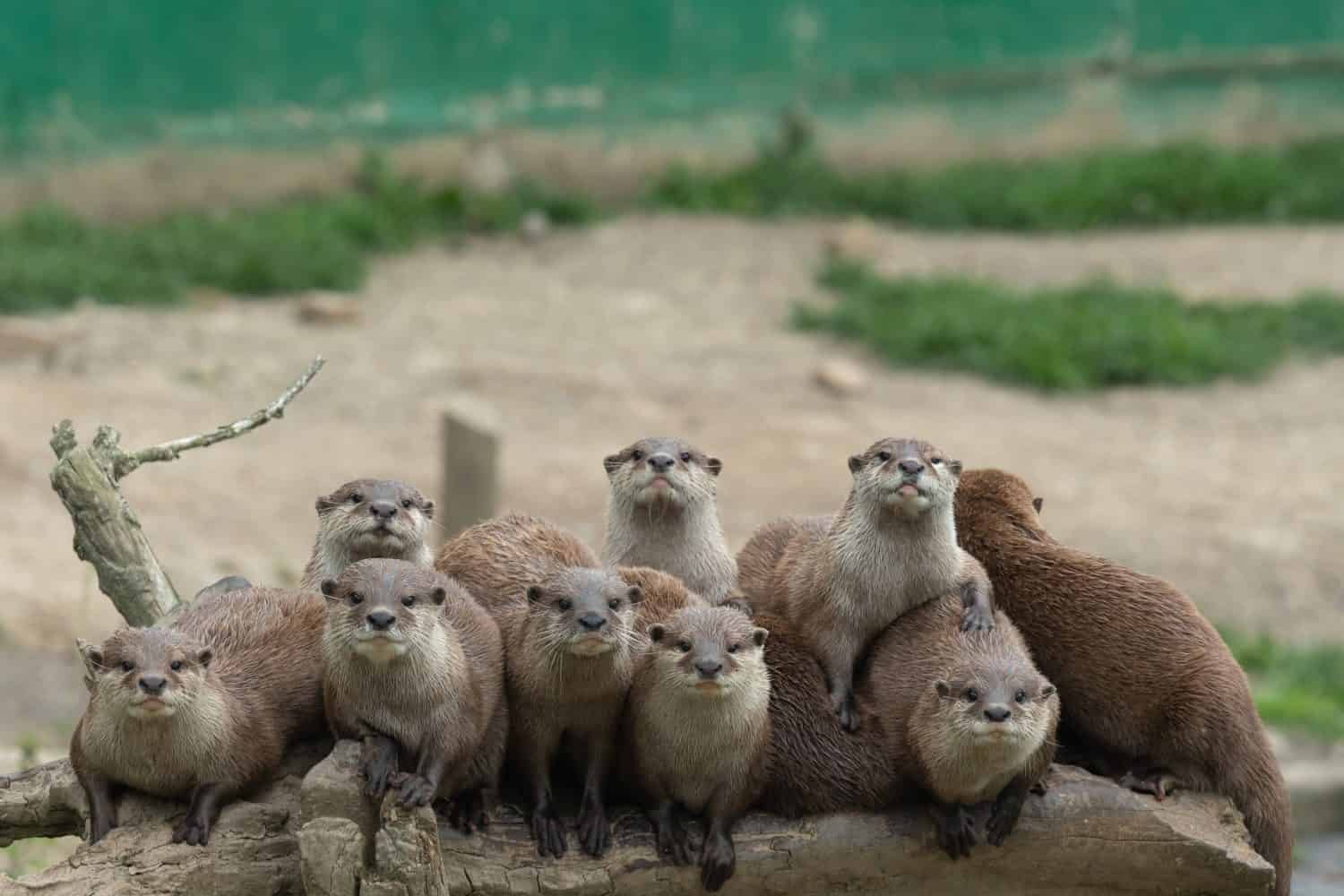 Ritratto di una famiglia di piccole lontre artigliate asiatiche (amblonyx cinerea) sedute su un tronco insieme e guardando la telecamera