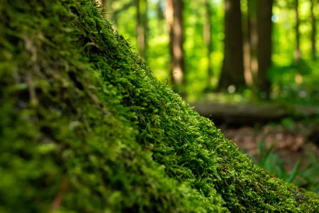 Muschio verde che cresce su un ceppo di albero in una foresta europea
