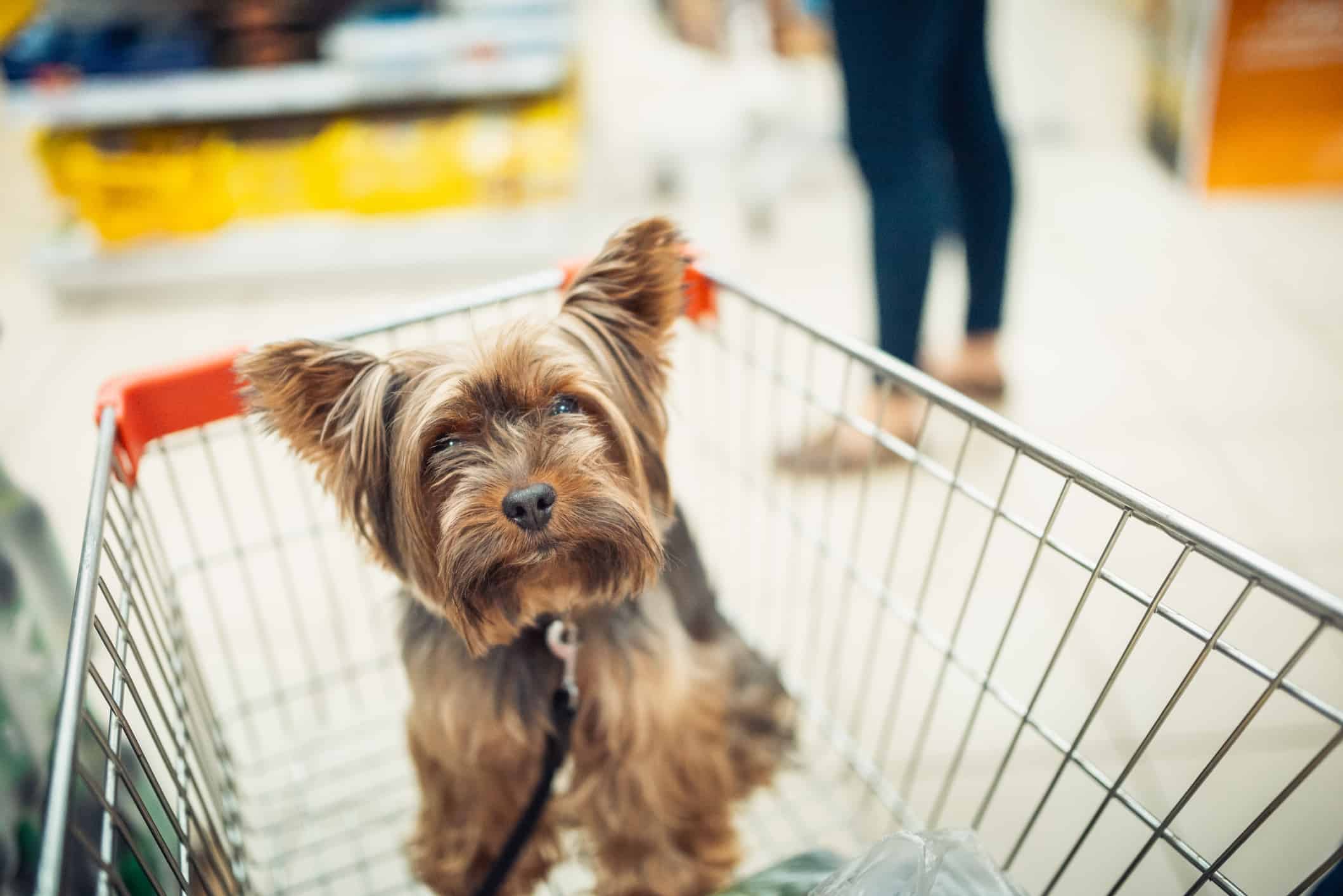 Piccolo cucciolo di cane carino seduto in un carrello della spesa su sfondo sfocato del centro commerciale con le persone.  macro di messa a fuoco selettiva con vista dall'alto DOF poco profondo