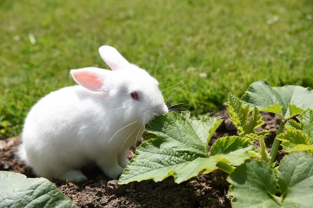 il coniglio bianco mangia le foglie di zucchine in giardino all'inizio dell'estate