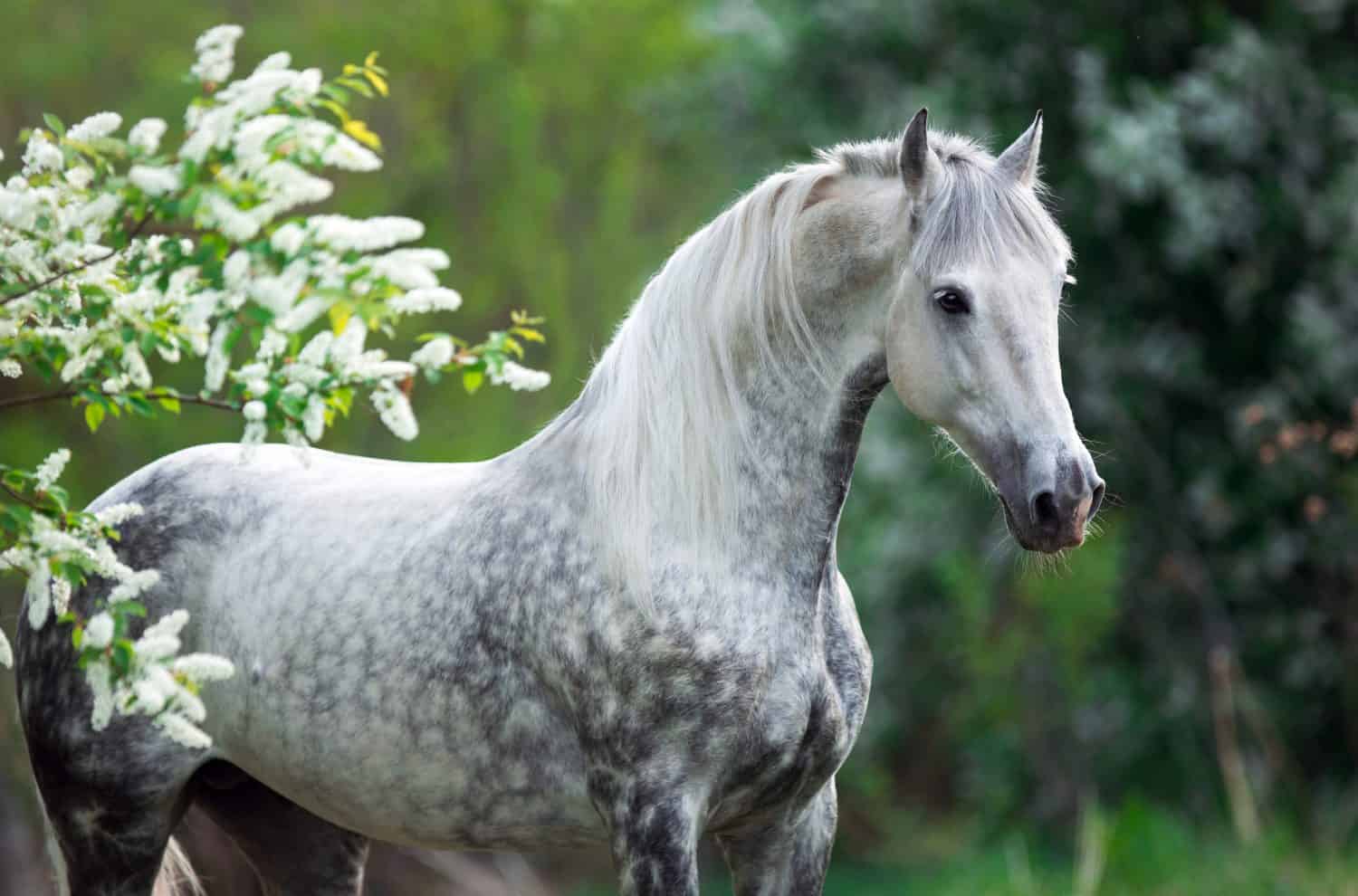 ritratto di un cavallo bianco grigio in estate in foglie verdi con fiori bianchi
