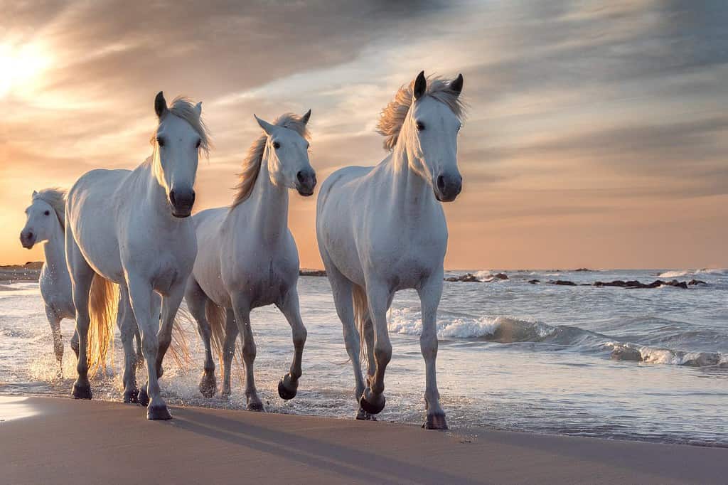 Mandria di cavalli bianchi che corrono attraverso l'acqua.  Immagine scattata in Camargue, Francia.