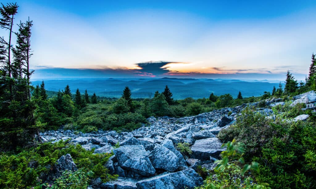 Manopola in abete rosso dei Monti Appalachi West Virginia