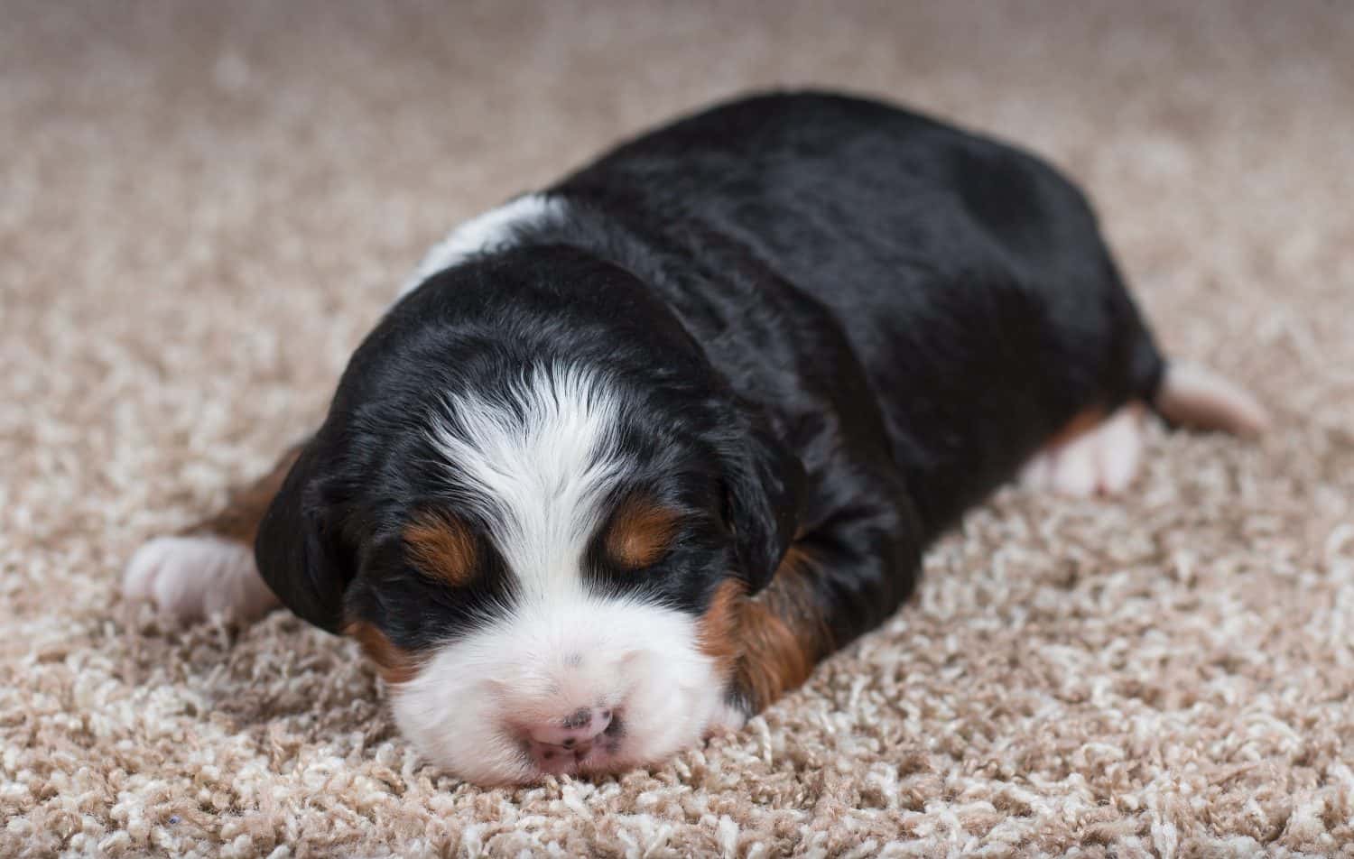 Cucciolo Mini Bernedoodle tricolore che dorme sul tappeto