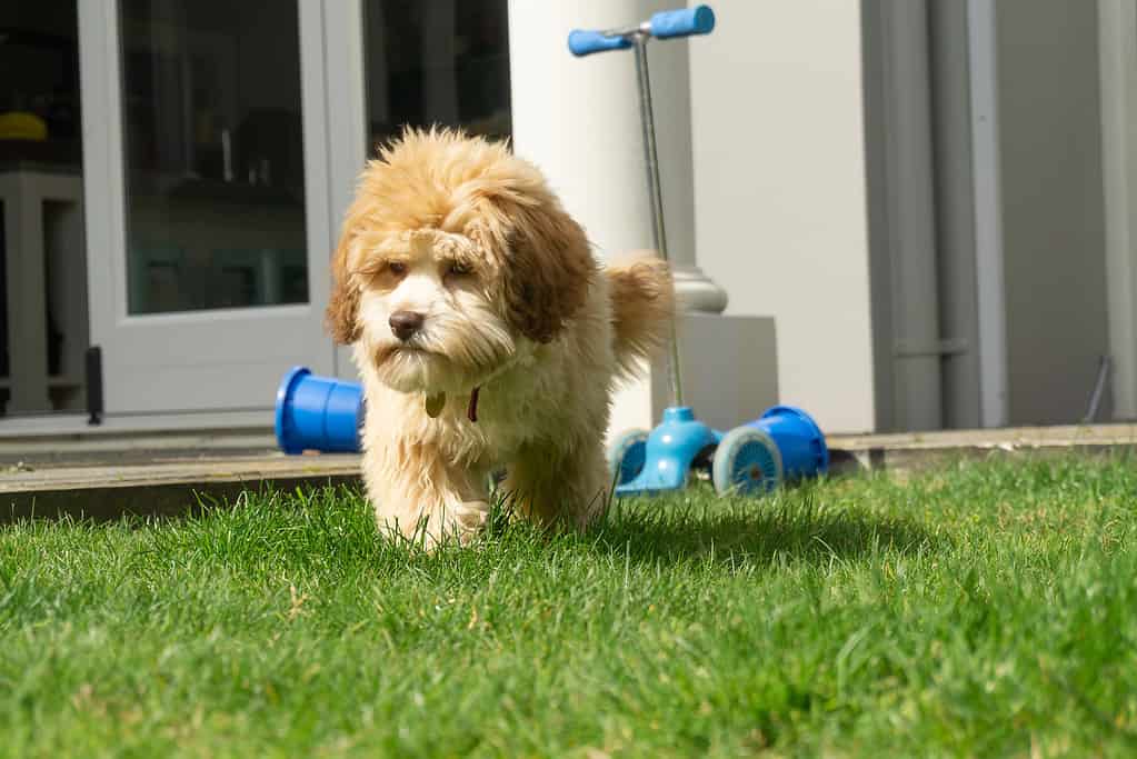 Cucciolo di Lowchen