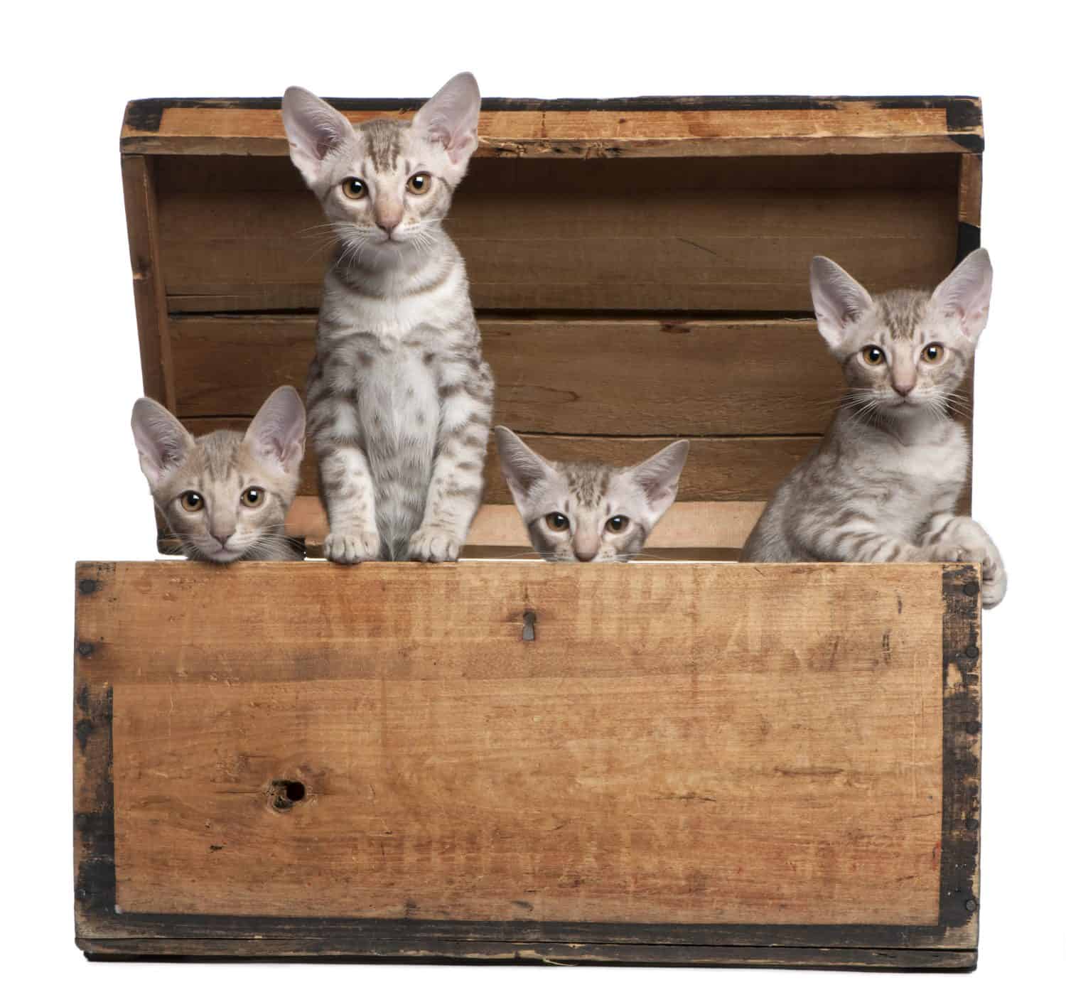 Gattini Ocicat, 13 settimane, che emergono da una scatola di legno davanti a uno sfondo bianco