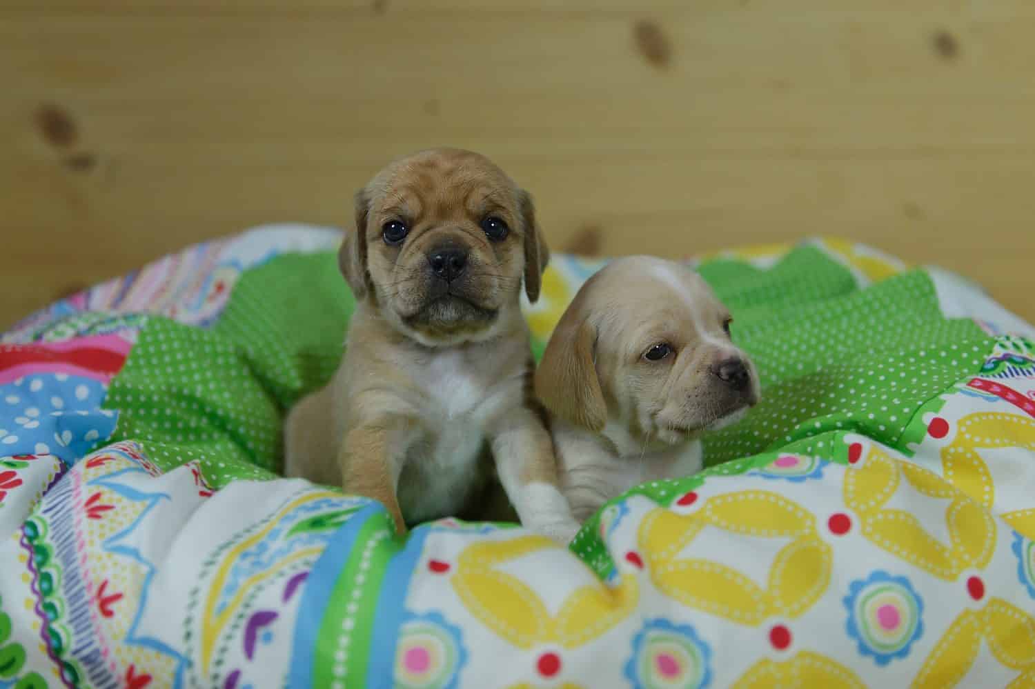 Dolci cuccioli di Puggle nella loro cuccia