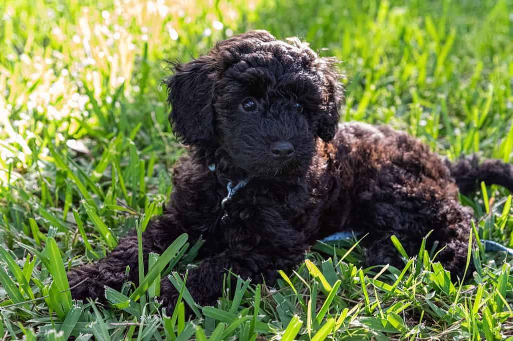 Schnoodle cucciolo di cane sdraiato nell'erba lunga