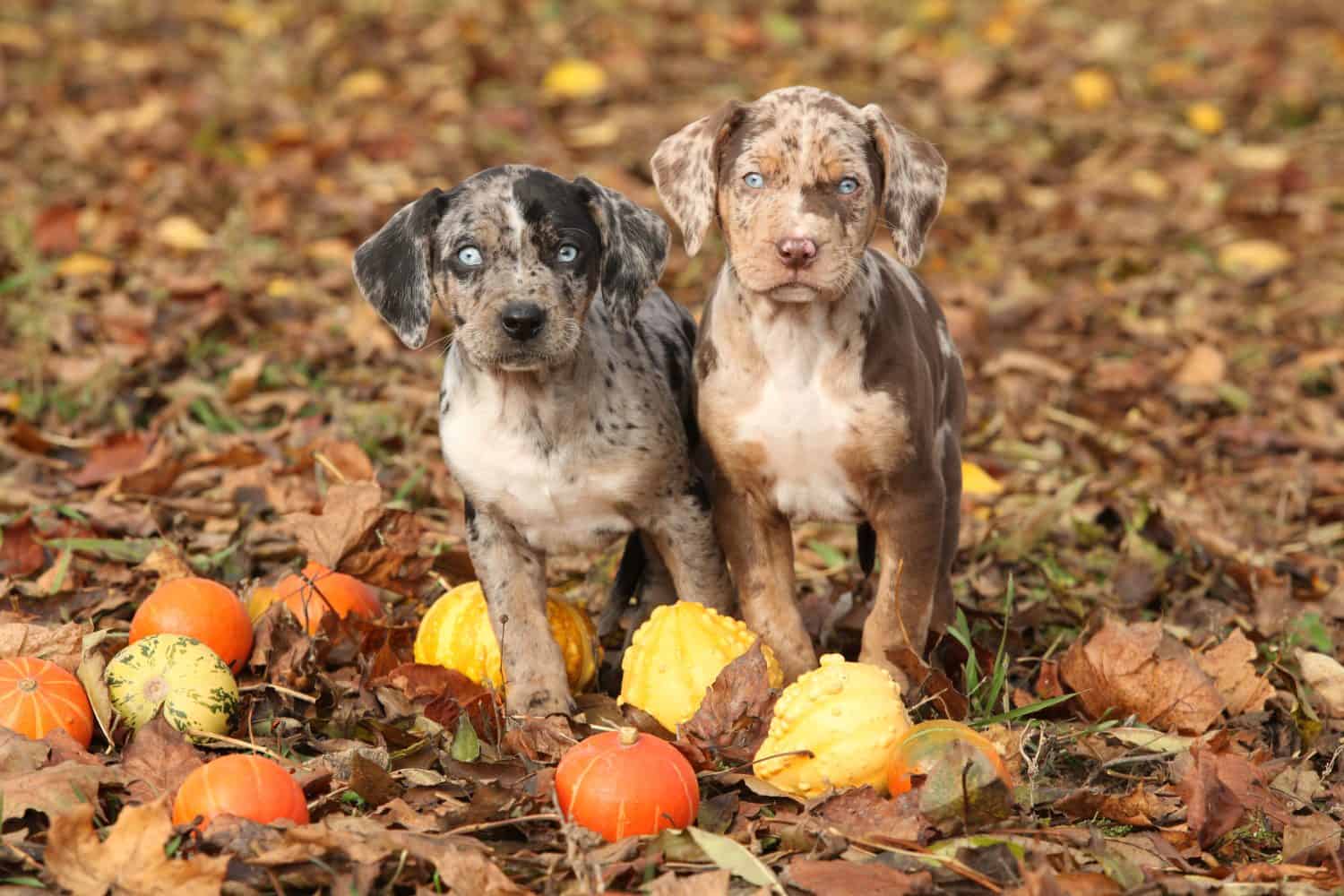 Due cuccioli della Louisiana Catahoula con zucche in autunno